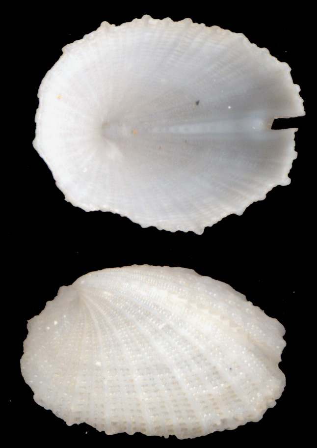 Emarginula sicula